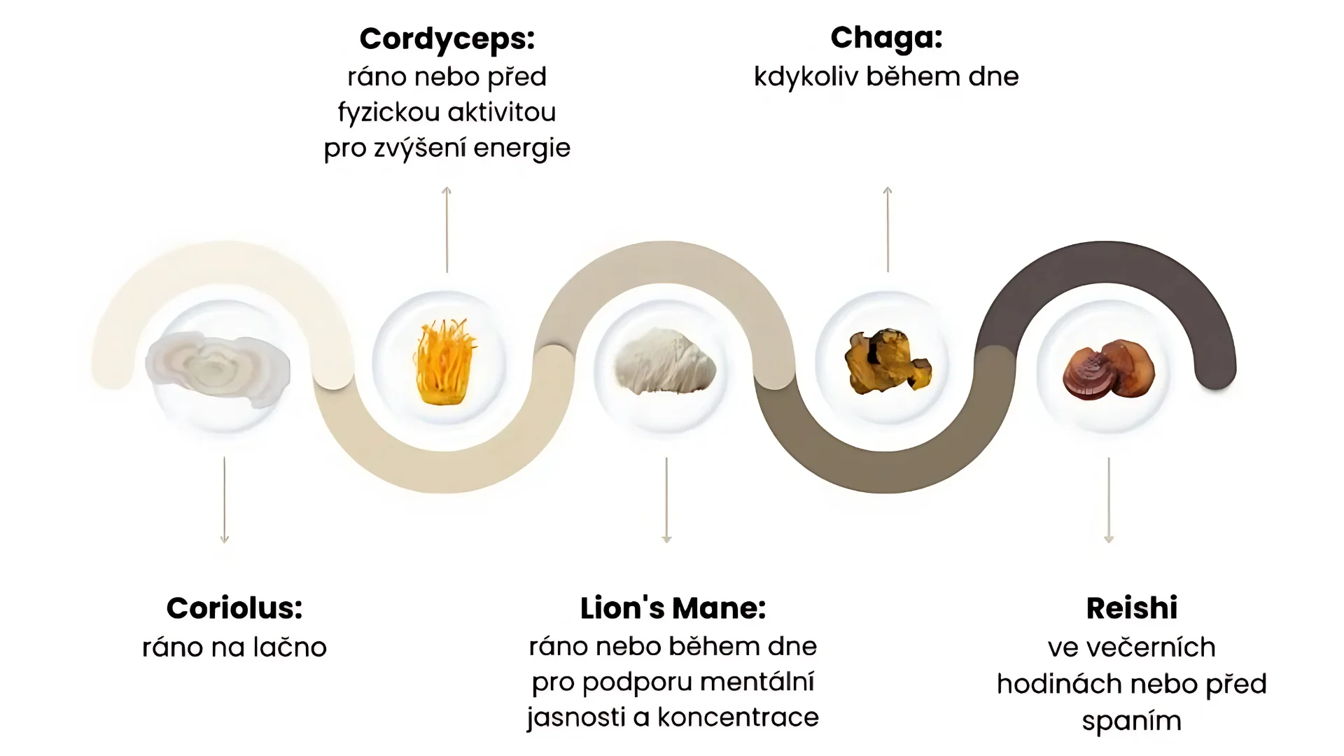 PRO Lion's Mane - Korálovec Ježatý (Lví hříva)