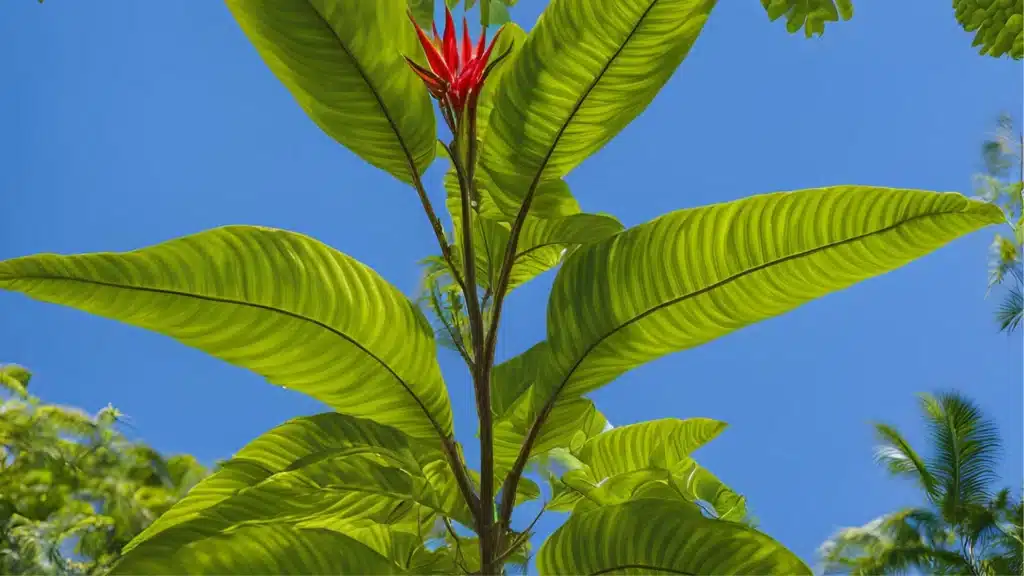 Mitragyna hirsuta alternativa kratomu Mitragyna hirsuta alternativa kratomu