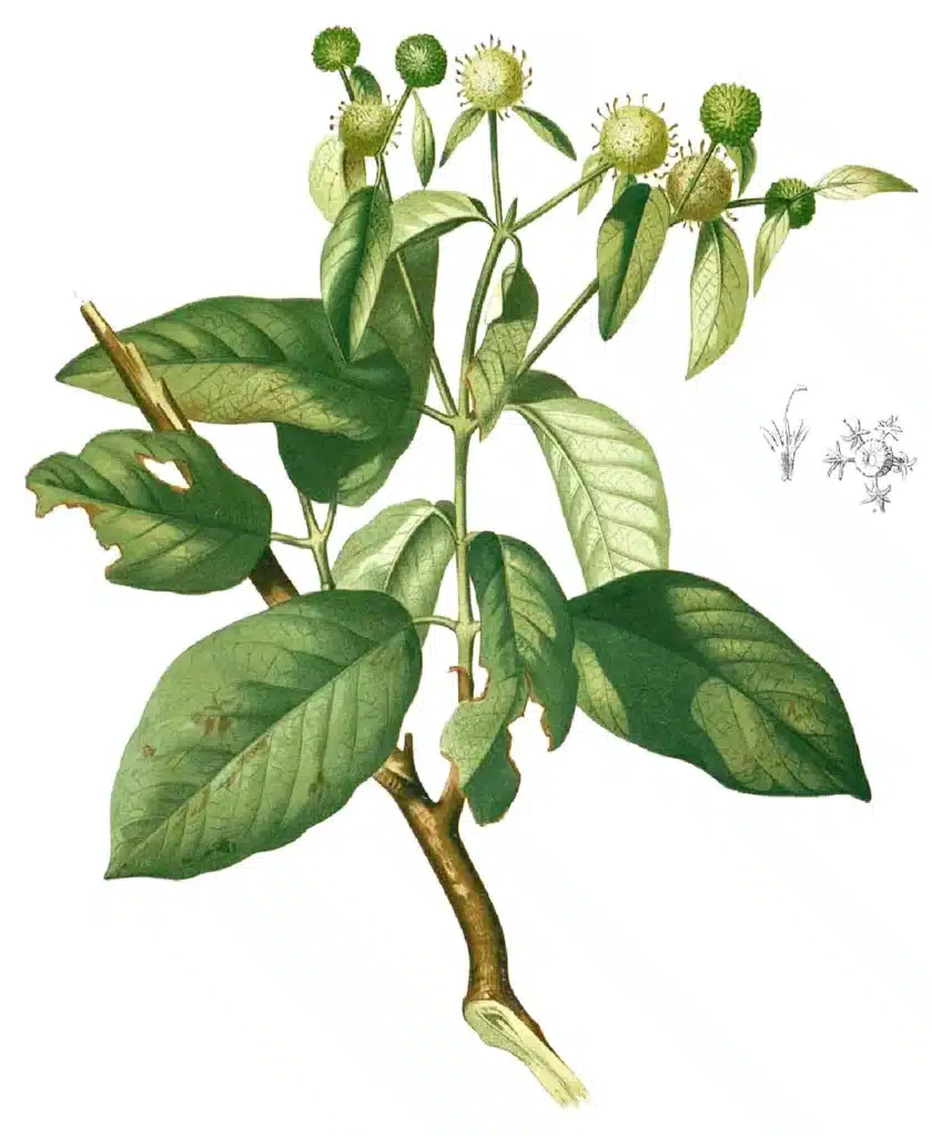 Mitragyna javanica neznámý příbuzný kratomu. Mitragyna javanica neznámý příbuzný kratomu.