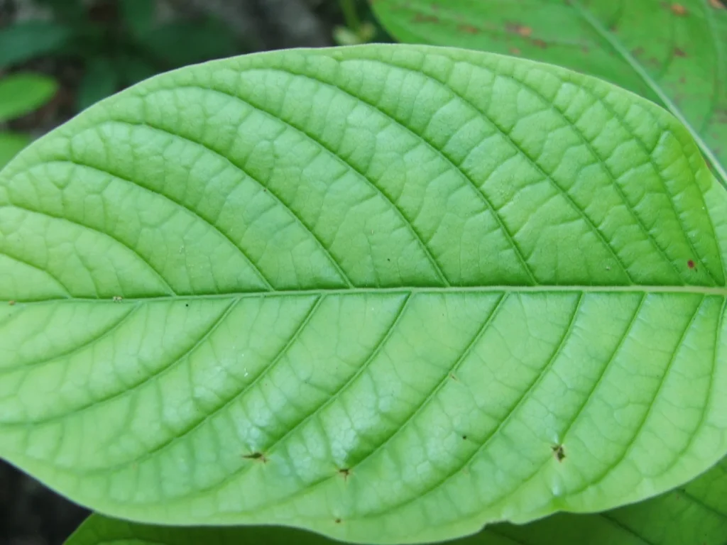 Sterilizace kratomu zářením gamma Sterilizace kratomu zářením gamma