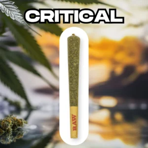 CBD Joint (preroll) Critical 20-25% CBD, 1.2g