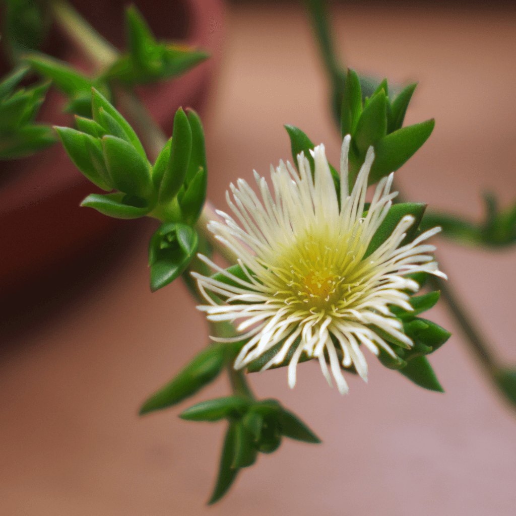 Kanna Extrakt 40_1, 100% Pure (Sceletium Tortuosum)