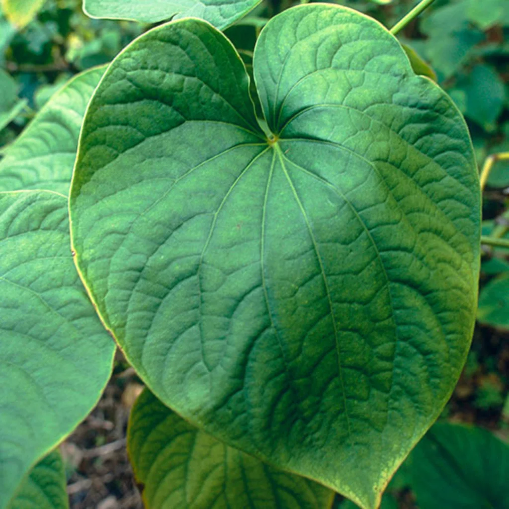 Kava Kava Extrakt (Pepřovník Opojný) s 30% kavalaktonů
