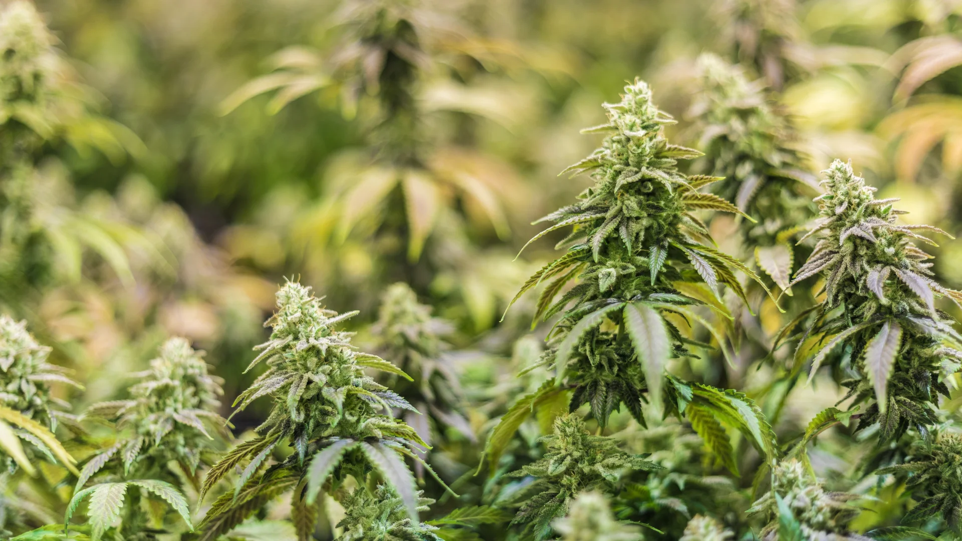 cbd konopne kvety