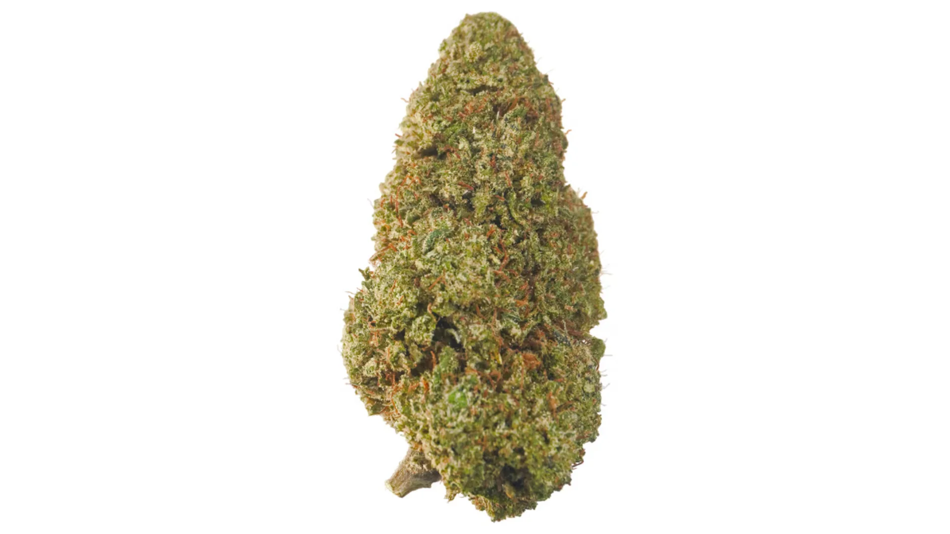 cbd kvety Blueberry
