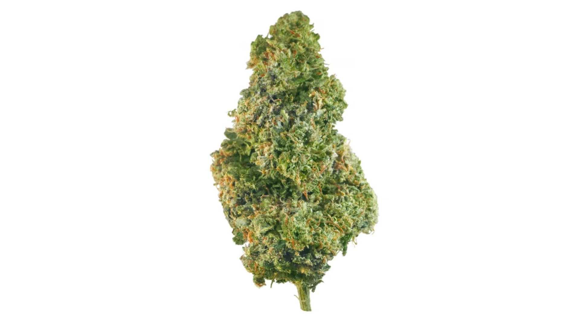 cbd kvety blueberry kush