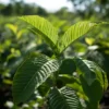 cerveny_kratom_exclusive_list