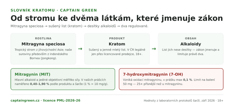 Infografika Od rostliny Mitragyna speciosa k účinným látkám — list kratomu obsahuje desítky alkaloidů, zákon jmenuje mitragynin s rozsahem 0,40 až 1,90 % v našich prášcích a 7-hydroxymitragynin do 0,1 %