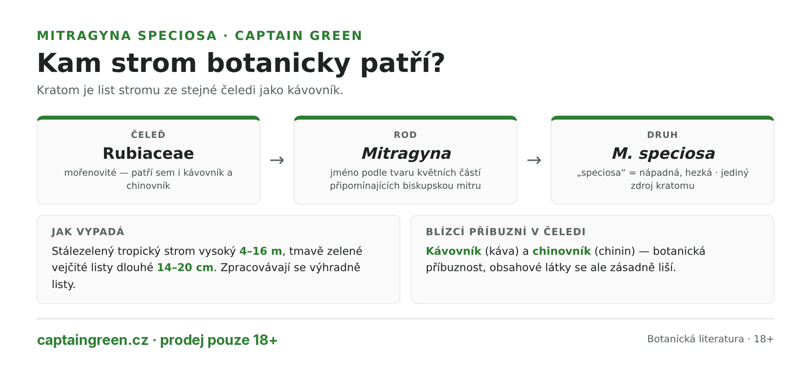 Infografika Botanické zařazení stromu Mitragyna speciosa — čeleď Rubiaceae stejně jako kávovník a chinovník, rod Mitragyna, druh speciosa, stálezelený strom 4 až 16 metrů s listy 14 až 20 cm, zdroj kratomu Infografika Botanické zařazení stromu Mitragyna speciosa — čeleď Rubiaceae stejně jako kávovník a chinovník, rod Mitragyna, druh speciosa, stálezelený strom 4 až 16 metrů s listy 14 až 20 cm, zdroj kratomu