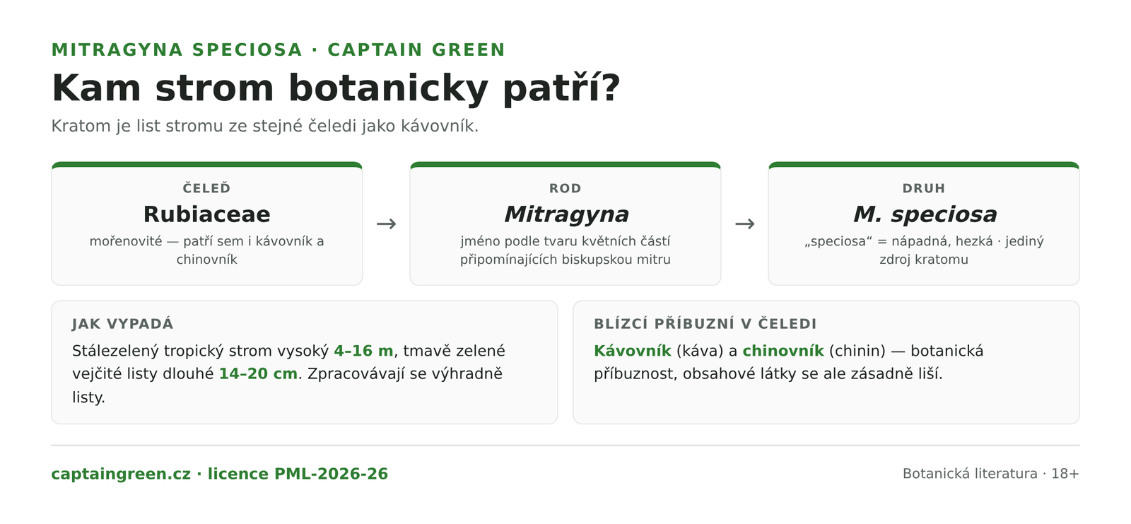 Infografika Botanické zařazení stromu Mitragyna speciosa — čeleď Rubiaceae stejně jako kávovník a chinovník, rod Mitragyna, druh speciosa, stálezelený strom 4 až 16 metrů s listy 14 až 20 cm, zdroj kratomu